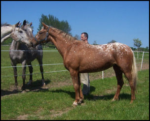 Blacklaw Freya 3 yr old Knabstrupper filly